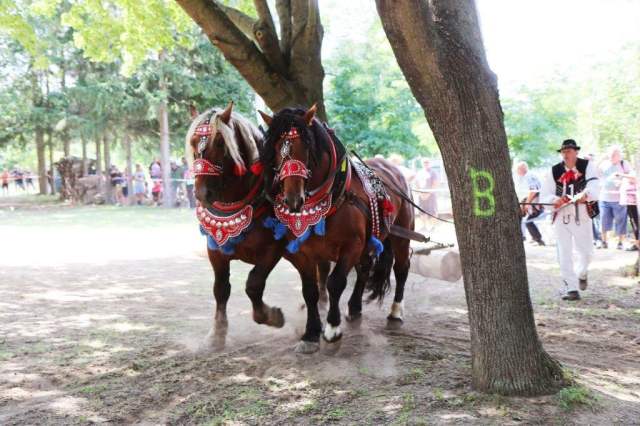 furmanske_preteky2019_15